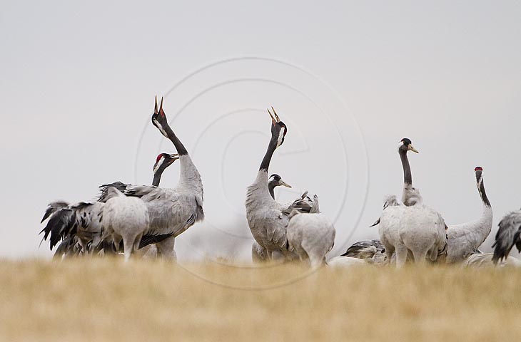 Kranich Balz