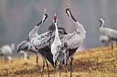 Balz der Kraniche