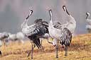 Balz der Kraniche