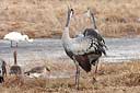 Balz der Kraniche
