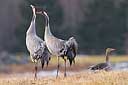 Balz der Kraniche