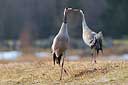 Balz der Kraniche