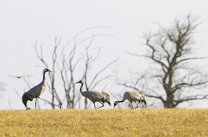 Kranich, Bodenaufnahmen