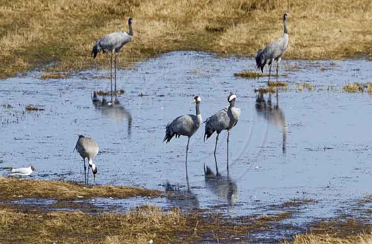 Kranich, Bodenaufnahmen