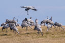 Kranich, Bodenaufnahmen