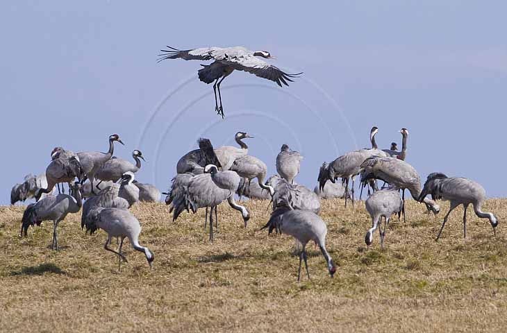 Kranich, Bodenaufnahmen