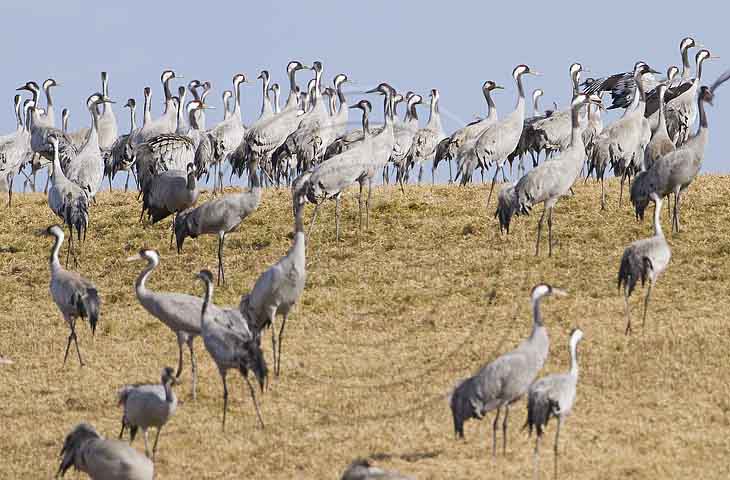 Kranich, Bodenaufnahmen