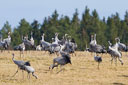 Kranich, Bodenaufnahmen