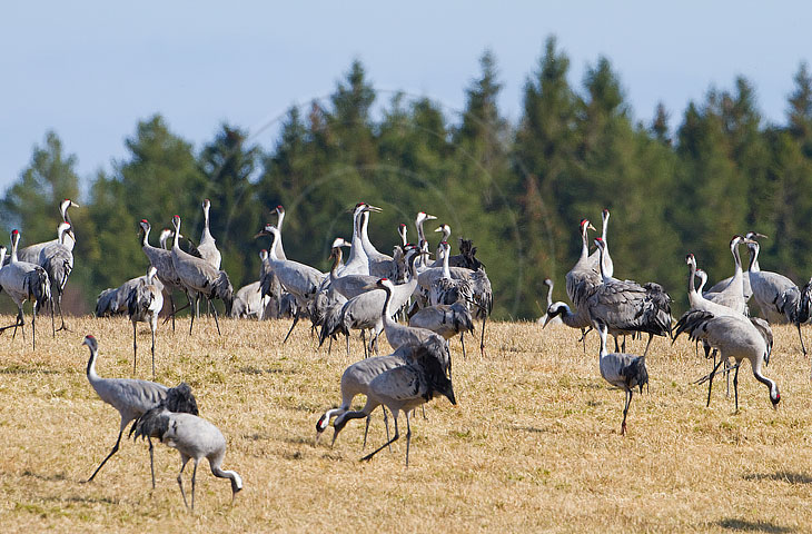 Kranich, Bodenaufnahmen