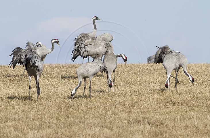 Kranich, Bodenaufnahmen