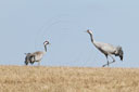 Kranich, Bodenaufnahmen