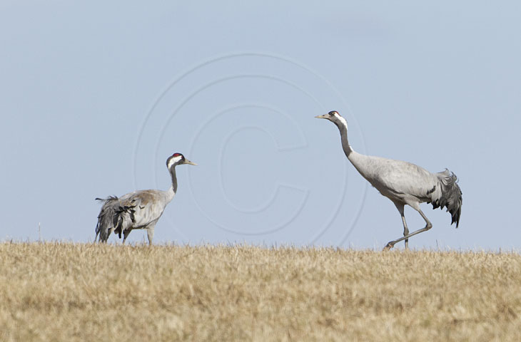 Kranich, Bodenaufnahmen