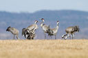 Kranich, Bodenaufnahmen