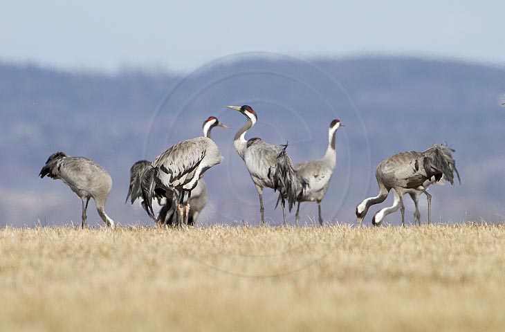 Kranich, Bodenaufnahmen
