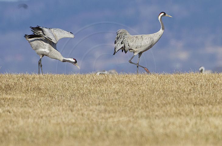Kranich, Bodenaufnahmen