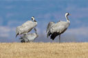 Kranich, Bodenaufnahmen