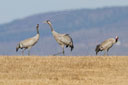 Kranich, Bodenaufnahmen
