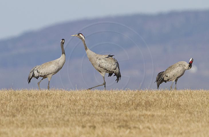 Kranich, Bodenaufnahmen