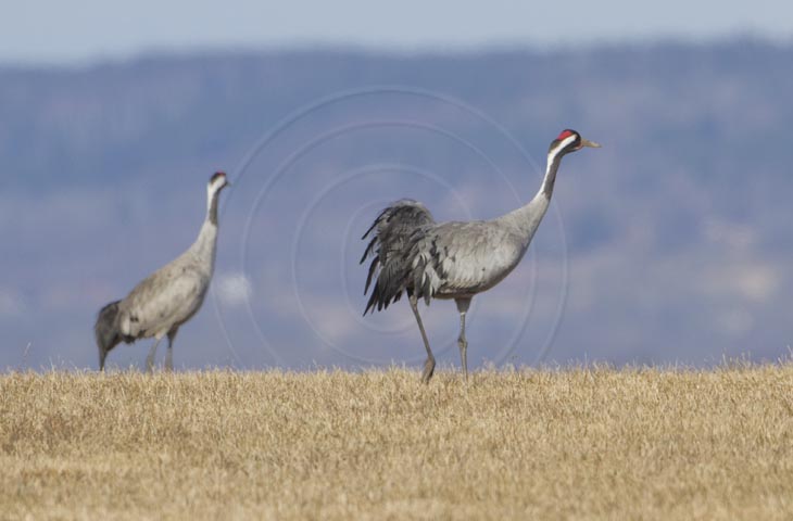 Kranich, Bodenaufnahmen
