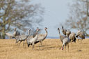 Kranich, Bodenaufnahmen
