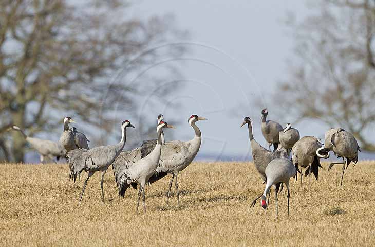 Kranich, Bodenaufnahmen