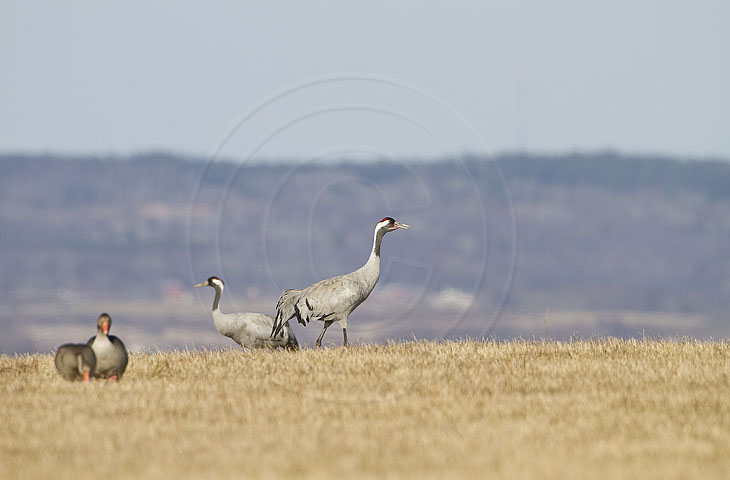 Kranich, Bodenaufnahmen