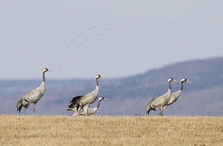 Kranich, Bodenaufnahmen