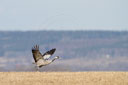 Kranich, Bodenaufnahmen