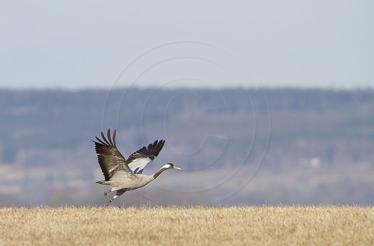 Kranich, Bodenaufnahmen