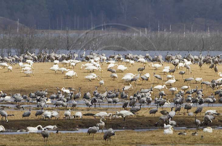 Kranich, Bodenaufnahmen