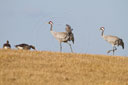 Kranich, Bodenaufnahmen