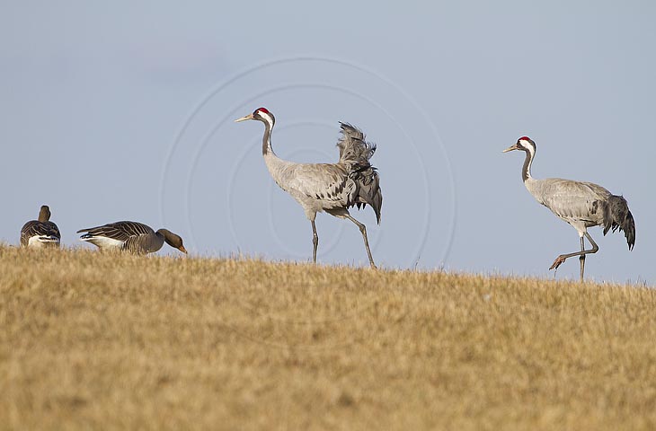 Kranich, Bodenaufnahmen