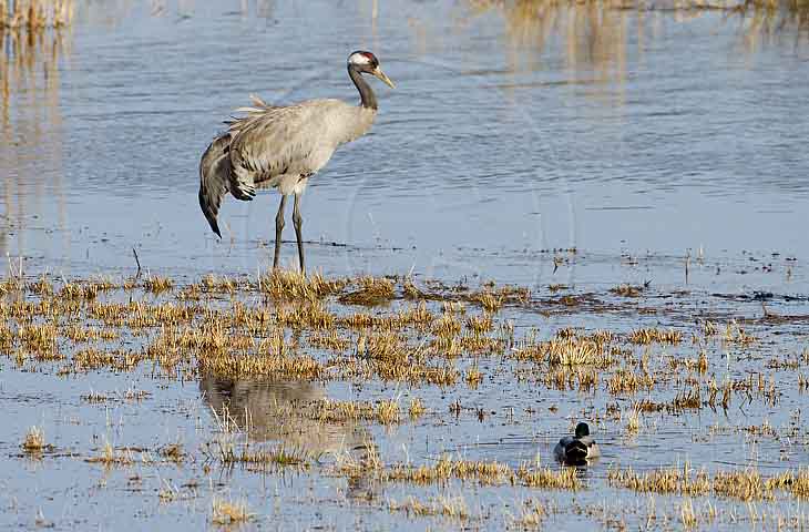 Kranich, Bodenaufnahmen