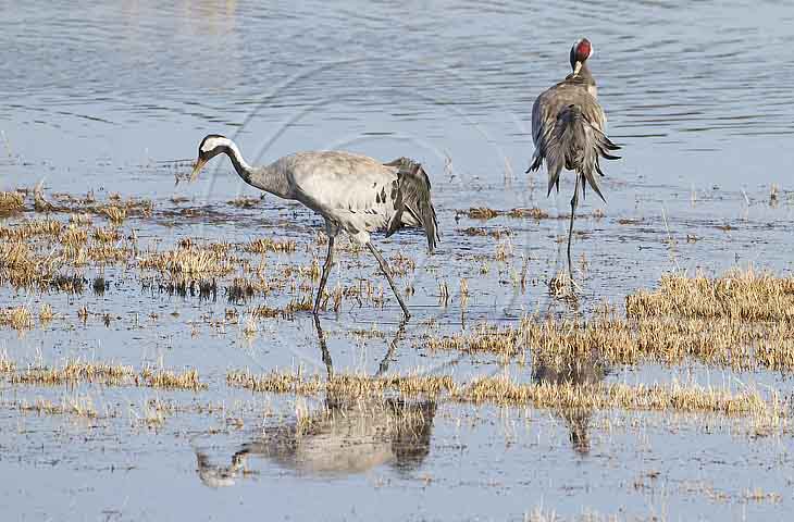 Kranich, Bodenaufnahmen