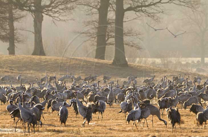 Kranich, Bodenaufnahmen
