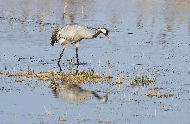 Kranich, Bodenaufnahmen