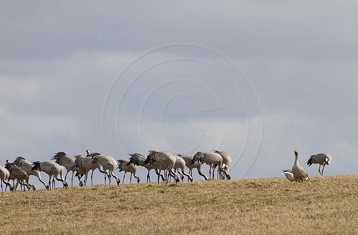Kranich, Bodenaufnahmen