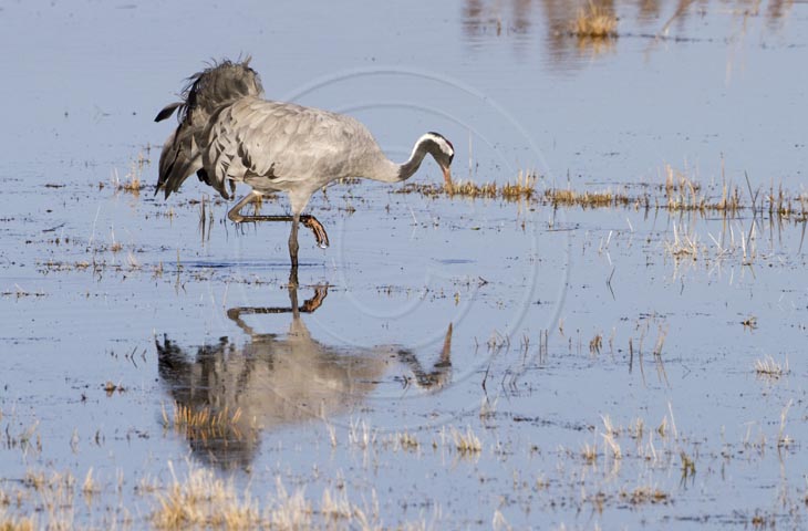 Kranich, Bodenaufnahmen