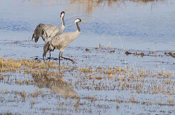 Kranich, Bodenaufnahmen