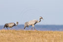 Kranich, Bodenaufnahmen
