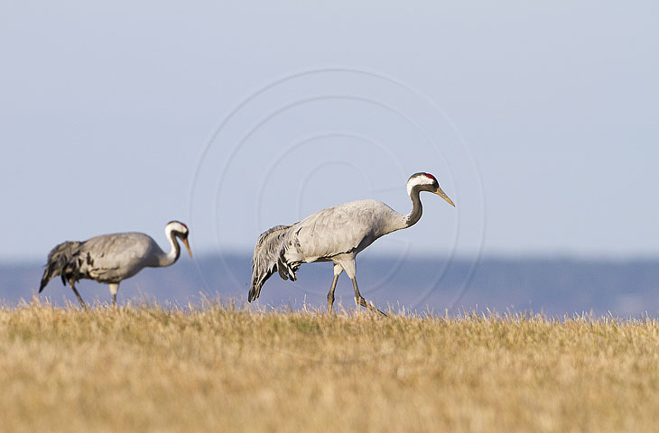 Kranich, Bodenaufnahmen