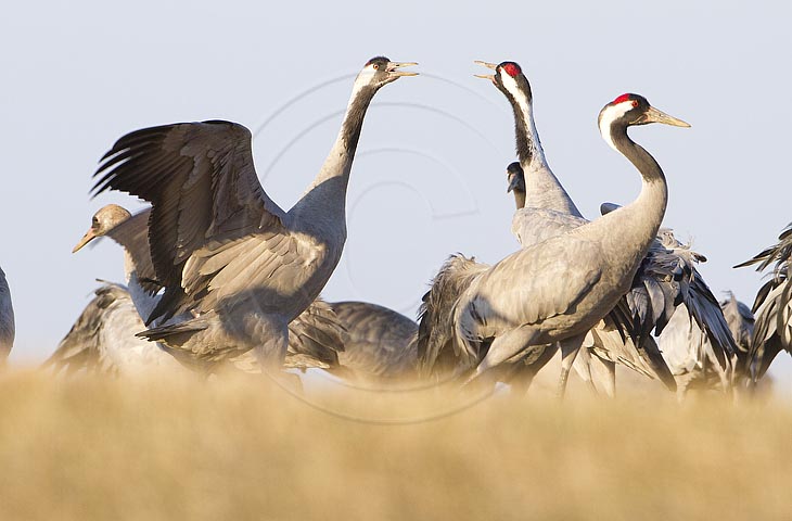 Kranich, Bodenaufnahmen