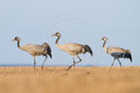 Kranich, Bodenaufnahmen