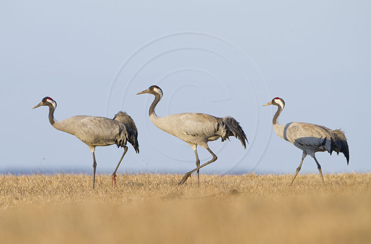 Kranich, Bodenaufnahmen