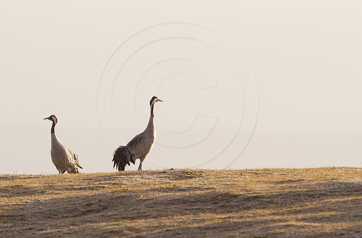 Kranich, Bodenaufnahmen