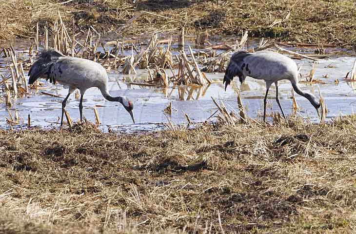 Kranich, Bodenaufnahmen