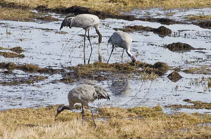 Kranich, Bodenaufnahmen