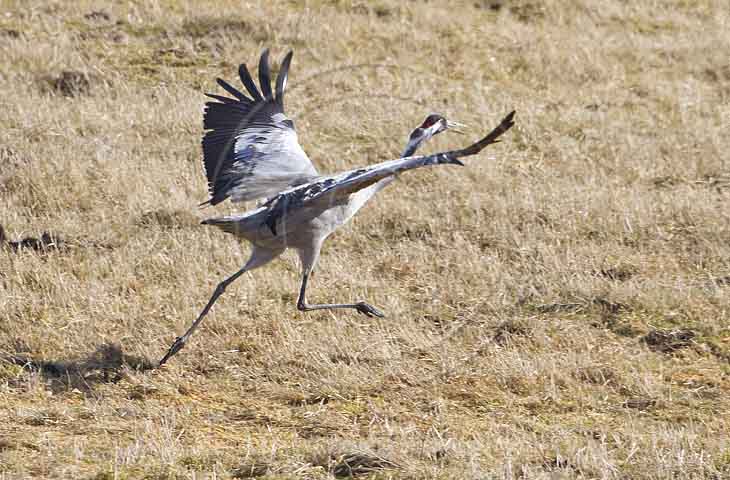 Kranich, Bodenaufnahmen