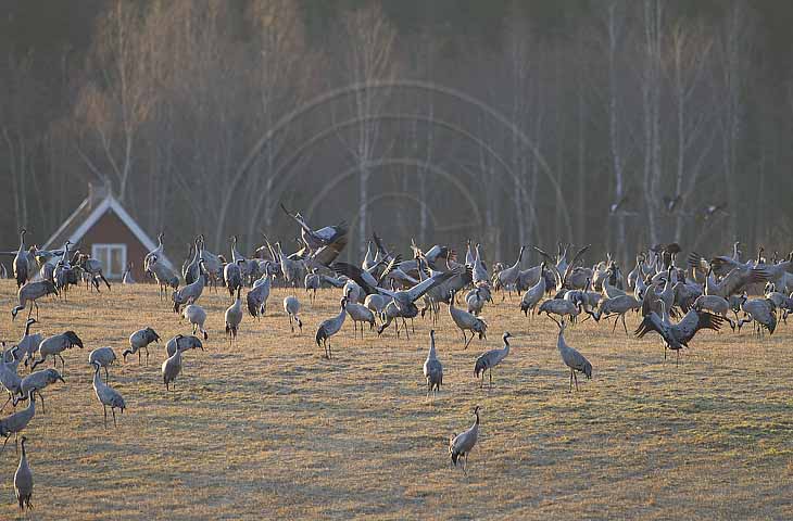 Kranich, Bodenaufnahmen