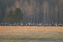 Kranich, Bodenaufnahmen